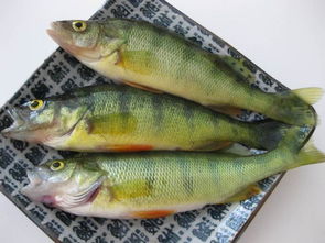 鱸魚是淡水魚還是海魚