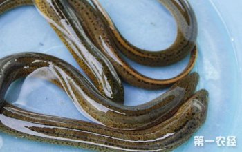 黃鱔有寄生蟲嗎