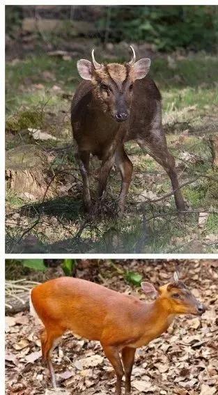 黃麂子幾級保護動物