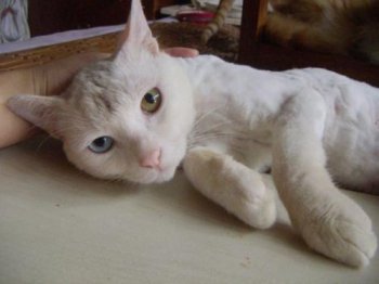 為什么不養(yǎng)鴛鴦眼的貓