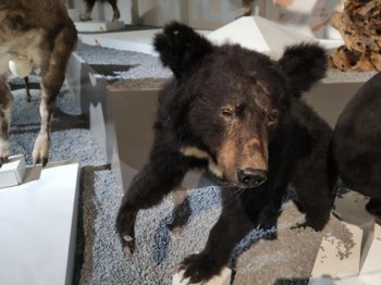 亞洲黑熊是幾級保護動物