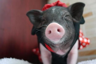 小香豬認(rèn)主人嗎