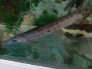 尖嘴鱷魚吃什么