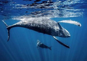 座頭鯨為什么叫