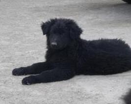 怎樣辨別黑熊犬