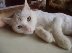 為什么不養鴛鴦眼的貓