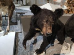 亞洲黑熊是幾級保護動物