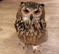 養一只貓頭鷹罰款多少