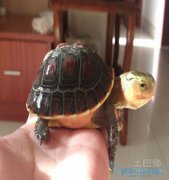 養黃緣閉殼龜犯法嗎