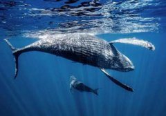 座頭鯨為什么叫