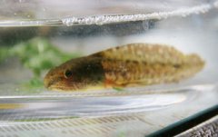 怎么分辨蝌蚪是青蛙還是蟾蜍