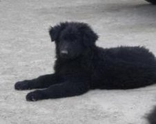 怎樣辨別黑熊犬