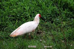 朱鹮生活在哪里