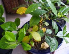 梔子花生蚜蟲了怎么辦