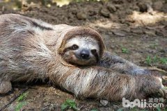 樹袋熊和樹懶一樣嗎