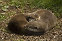 水獺可以當寵物嗎