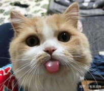 水獺會認得主人嗎