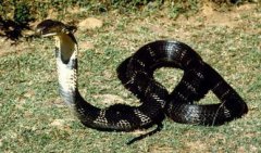 眼鏡王蛇怎么畫