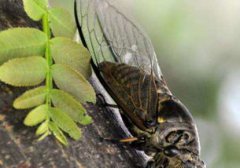 知了是益蟲還是害蟲