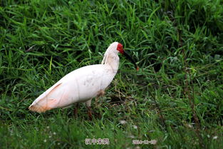 朱鹮生活在哪里