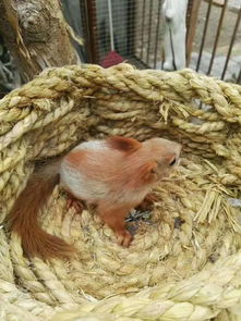 松鼠一般養(yǎng)多久認(rèn)主人