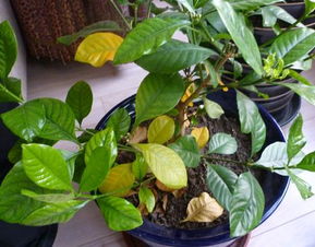 梔子花生蚜蟲了怎么辦