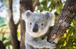樹袋熊和考拉一樣嗎