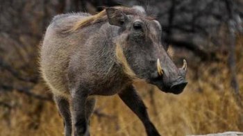 疣豬和野豬哪個(gè)厲害