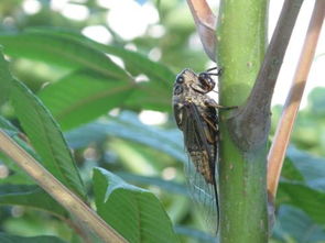 知了的叫聲怎么形容