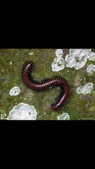 千足蟲是昆蟲嗎