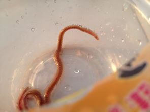 千足蟲有多少條腿