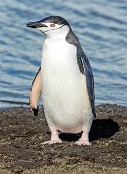 大海雀和企鵝的區別是什么