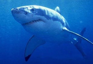 大白鯊多大