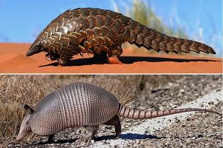 犰狳是穿山甲嗎