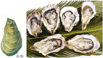 生蠔和牡蠣有什么不同
