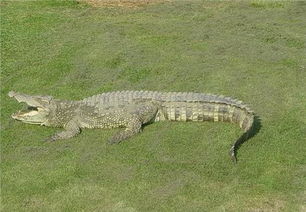 尼羅鱷和暹羅鱷有什么不同