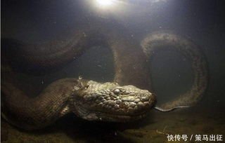 森蚺和巨蟒哪個最大