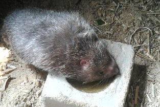 海貍鼠咬人有毒嗎