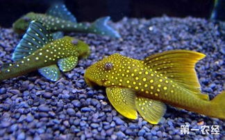 清道夫是什么魚