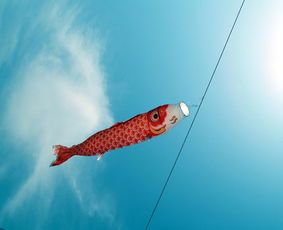 清道夫算風水魚的數量嗎