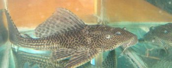 清道夫魚天敵是誰