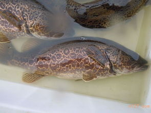 石斑魚苗哪里買