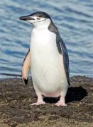 大海雀和企鵝的區(qū)別是什么