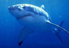 大白鯊多大