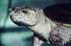 大鱷龜和小鱷龜?shù)膮^(qū)別是什么