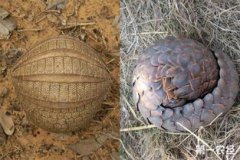 犰狳和穿山甲有什么不同