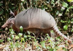 犰狳是保護(hù)動(dòng)物嗎