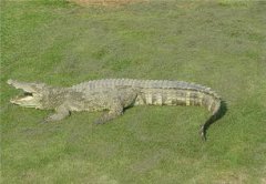 尼羅鱷和暹羅鱷有什么不同