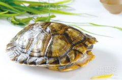 山龜怎么養(yǎng)