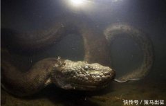 森蚺和巨蟒哪個最大